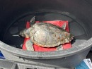 In cura all’Acquario di Genova la tartaruga marina 'Caretta Caretta' soccorsa a Imperia