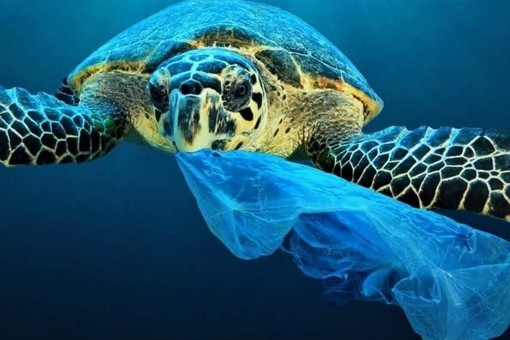 Decreto Salvamare. Il deputato varazzino Battelli: &quot;Così liberiamo dalla plastica le nostre acque e le nostre spiagge&quot;