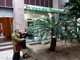 Genova riscopre il suo patrimonio verde: targhette informative per trenta alberi storici