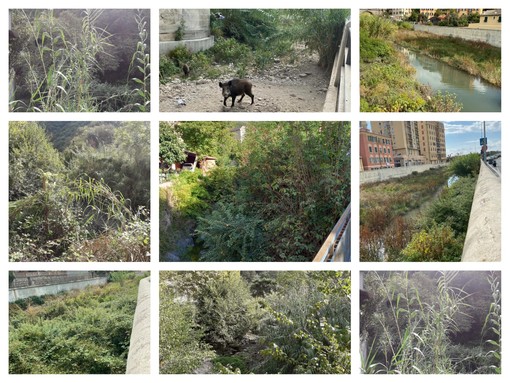 Torrenti, cittadini e opposizione replicano all'amministrazione: "Ecco la vera situazione nello Sturla" (Foto)