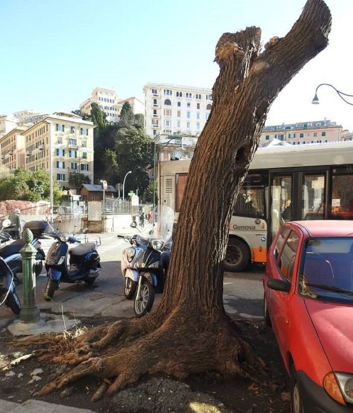 Partiti i lavori di riqualificazione di corso Paganini