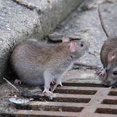 Animali critici e dove trovarli, il maxi lavoro dell'ufficio comunale che monitora cinghiali, ratti, zanzare in città