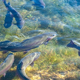Pesca, Bagnasco (FI): "Il sì di Regione Liguria dimostra che il lavoro parlamentare se concreto funziona" Pesca, Bagnasco (FI): "Il sì di Regione Liguria dimostra che il lavoro parlamentare se concreto funziona"