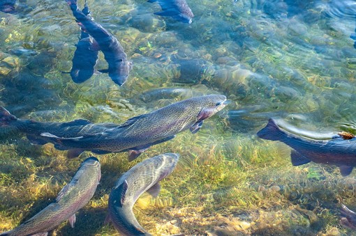 Pesca, Bagnasco (FI): "Il sì di Regione Liguria dimostra che il lavoro parlamentare se concreto funziona" Pesca, Bagnasco (FI): "Il sì di Regione Liguria dimostra che il lavoro parlamentare se concreto funziona"
