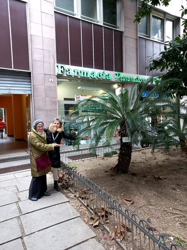 Genova riscopre il suo patrimonio verde: targhette informative per trenta alberi storici