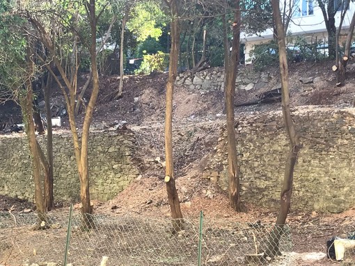 Albaro, è allarme per il taglio degli alberi in valletta Puggia, i cittadini temono che vengano costruiti campi da padel, ma il Comune smentisce