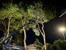 Brignole, torna la protesta contro i tagli agli alberi: presidio annunciato per lunedì sera