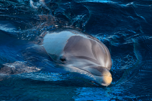 "In difesa dei giganti del Santuario Pelagos", al Genova Blue District l'incontro per migliorare la tutela delle specie del Mediterraneo