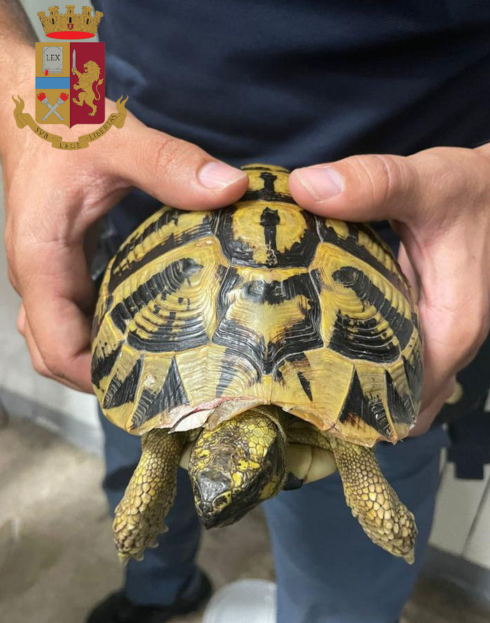 Sbatte ripetutamente sull'asfalto una tartaruga, la polizia denuncia un 43enne