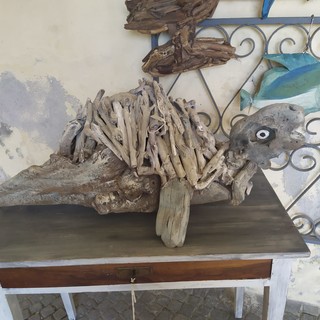 Quattro esemplari di tartaruga 'Caretta Caretta' tornano in mare dopo le cure ricevute all’Acquario di Genova