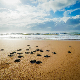 Il Parco delle Cinque Terre diventa ‘Amico delle Tartarughe’: firmato il protocollo per tutelare i nidi sulle spiagge