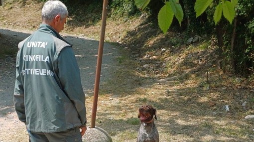 Esche avvelenate, intervento del nucleo antiveleno regionale a Forte Tenaglia e Righi