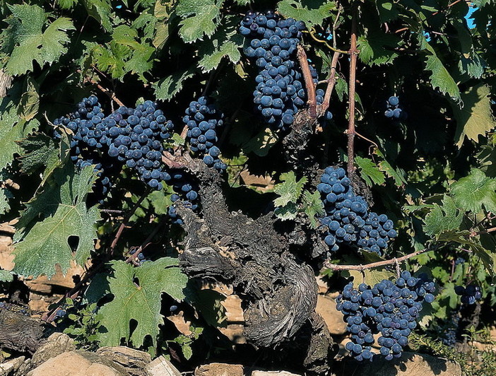 141mila euro dalla Regione per promuovere i vini liguri fuori dall'Europa 141mila euro dalla Regione per promuovere i vini liguri fuori dall'Europa