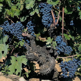 141mila euro dalla Regione per promuovere i vini liguri fuori dall'Europa 141mila euro dalla Regione per promuovere i vini liguri fuori dall'Europa