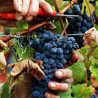 Promozione del vino ligure fuori dall'Ue, stanziati 141 mila euro