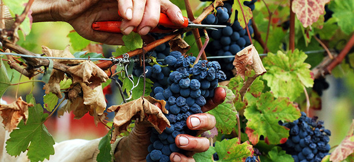 Promozione del vino ligure fuori dall'Ue, stanziati 141 mila euro