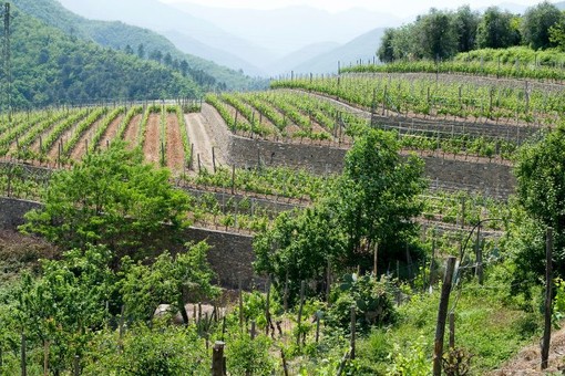 Vigneti, la Giunta regionale approva novantamila euro di aiuti per ristrutturazione e riconversione