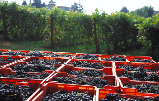 Regalatevi un week-end di ottimo vino e paesaggi affascinanti: al via “I nidi di Vinchio Vaglio Serra”