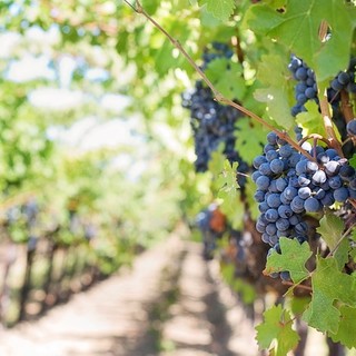 Settore vitivinicolo, Coldiretti: &quot;Necessario aumentare la superficie adibita alla produzione di vino&quot;