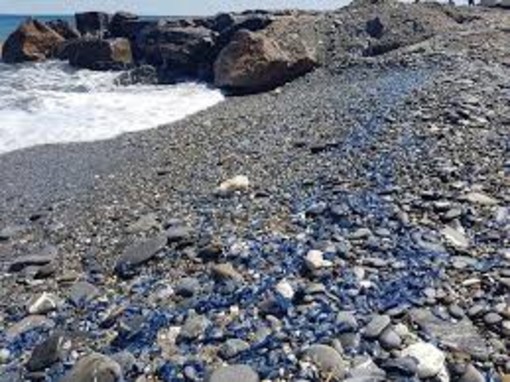 Recco e Camogli: distesa di velelle sulla spiaggia Recco e Camogli: distesa di velelle sulla spiaggia