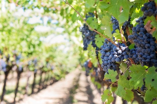 Settore vitivinicolo, Coldiretti: &quot;Necessario aumentare la superficie adibita alla produzione di vino&quot;