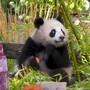 Compleanno per le gemelle panda allo zoo di Berlino, festa con torta ghiacciata di frutta
