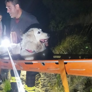 Intervento dei Vigili del Fuoco di Multedo: soccorso ad un cane maremmano sul sentiero del Monte Rama a Sciarborasca