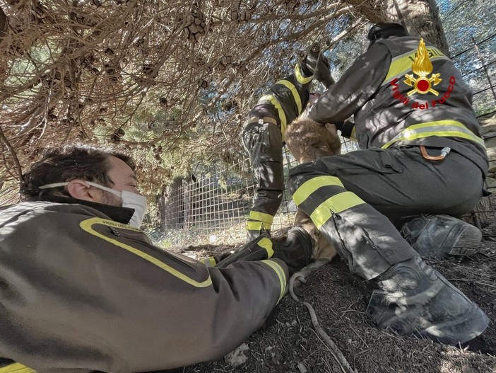 Capriolo rimane incastrato per la zampa in una recinzione, salvato dai vigili del fuoco