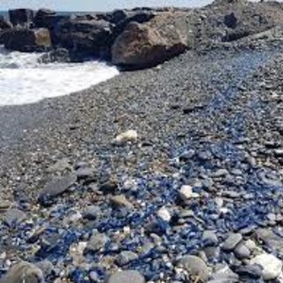 Recco e Camogli: distesa di velelle sulla spiaggia