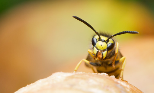 Vespe samurai contro le cimici, ma potrebbero minacciare il nostro ecosistema