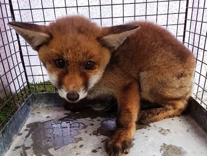 Animali selvatici, De Ferrari: "Serve numero verde unico per il soccorso, incrementare risorse e almeno un Cras per provincia"