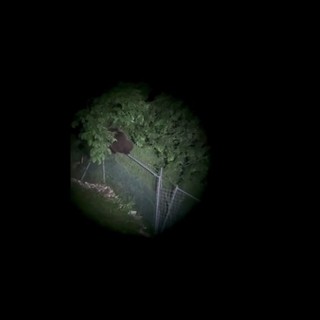 L'orso climber scavalca un'alta rete, il video di M123 avvistato nel Vicentino L'orso climber scavalca un'alta rete, il video di M123 avvistato nel Vicentino