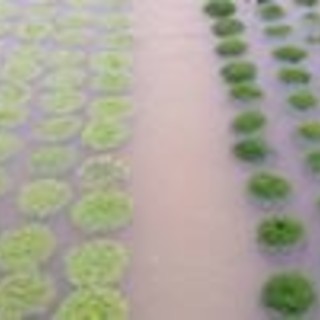 Continua a piovere, Coldiretti: "La terra ligure è allo stremo"