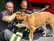 Cane cade in un dirupo a Orero, salvato e recuperato dai vigili del fuoco
