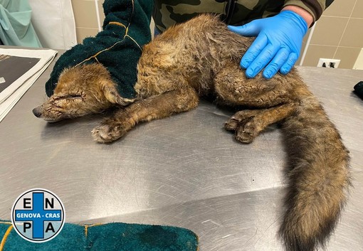 Cucciolo di volpe si rifugia in un giardino di Quezzi, recuperato dall’ENPA Cucciolo di volpe si rifugia in un giardino di Quezzi, recuperato dall’ENPA