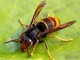 Continua l'invasione della vespa velutina, Coldiretti: &quot;Necessario agire, pericoli sia per le api che per l'uomo&quot;