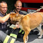 Cane cade in un dirupo a Orero, salvato e recuperato dai vigili del fuoco Cane cade in un dirupo a Orero, salvato e recuperato dai vigili del fuoco