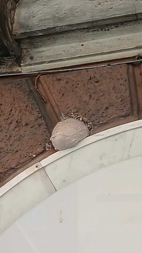 Distruzione di nidi a Genova, denuncia penale per maltrattamento dopo gli attacchi a rondini e colombi Distruzione di nidi a Genova, denuncia penale per maltrattamento dopo gli attacchi a rondini e colombi