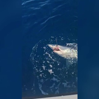 Squalo mako si attacca all'amo, lotta un'ora al largo di Livorno e poi si libera