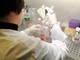 Medicina di laboratorio al top in Italia, Sibioc: "Nostri esperti riconosciuti tra eccellenze internazionali"