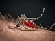 Cos'è la malaria, la 'febbre palustre' portata dalle zanzare che ora spaventa la Germania Cos'è la malaria, la 'febbre palustre' portata dalle zanzare che ora spaventa la Germania