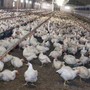 Meglio il pollo con pelle bianca o gialla? L'allevatore sfata un falso mito