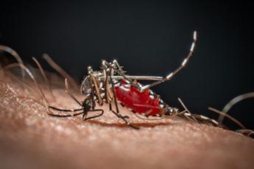 Cos'è la malaria, la 'febbre palustre' portata dalle zanzare che ora spaventa la Germania Cos'è la malaria, la 'febbre palustre' portata dalle zanzare che ora spaventa la Germania