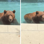 Orso si intrufola in un'abitazione privata per... un tuffo in piscina - Il video