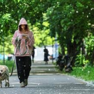 Obbligo di lavare la pipì del cane in strada, Bassetti: "Dal punto di vista scientifico non serve a nulla"