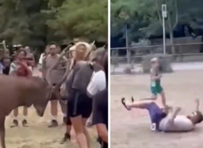 Prova a toccare un cervo e viene 'caricato': il video virale
