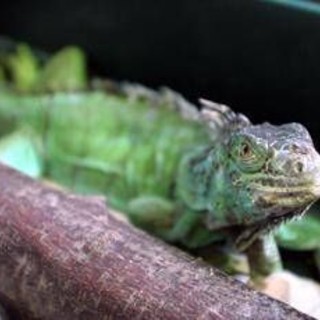 Florida, freddo record: dagli alberi cadono... iguane