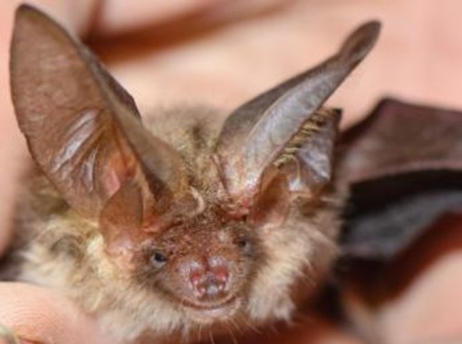 Si sveglia con un pipistrello sul viso, 11enne muore di rabbia: nessun segno di morso Si sveglia con un pipistrello sul viso, 11enne muore di rabbia: nessun segno di morso