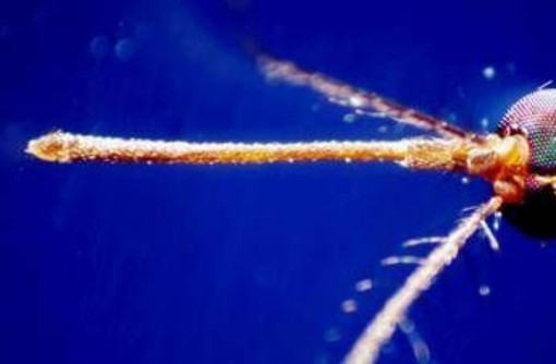 West Nile, casi nel Lazio &quot;solo la punta dell'iceberg&quot;: oggi vertice degli infettivologi