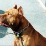 Pitbull azzanna una donna, il veterinario Coccìa: "La razza non c'entra, dipende dal padrone"